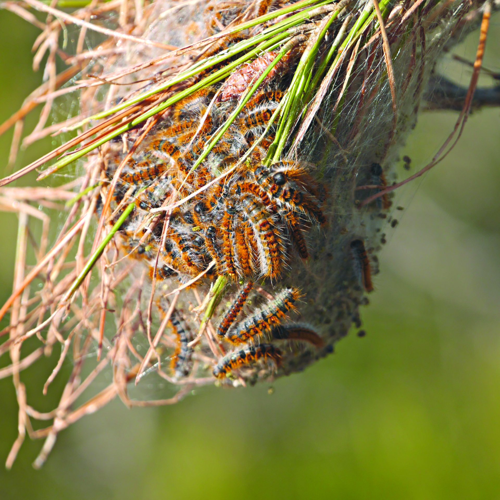 O perigo das vespas e das lagartas