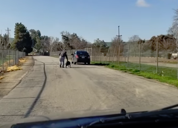 Vídeo mostra homem a abandonar cão no meio da estrada