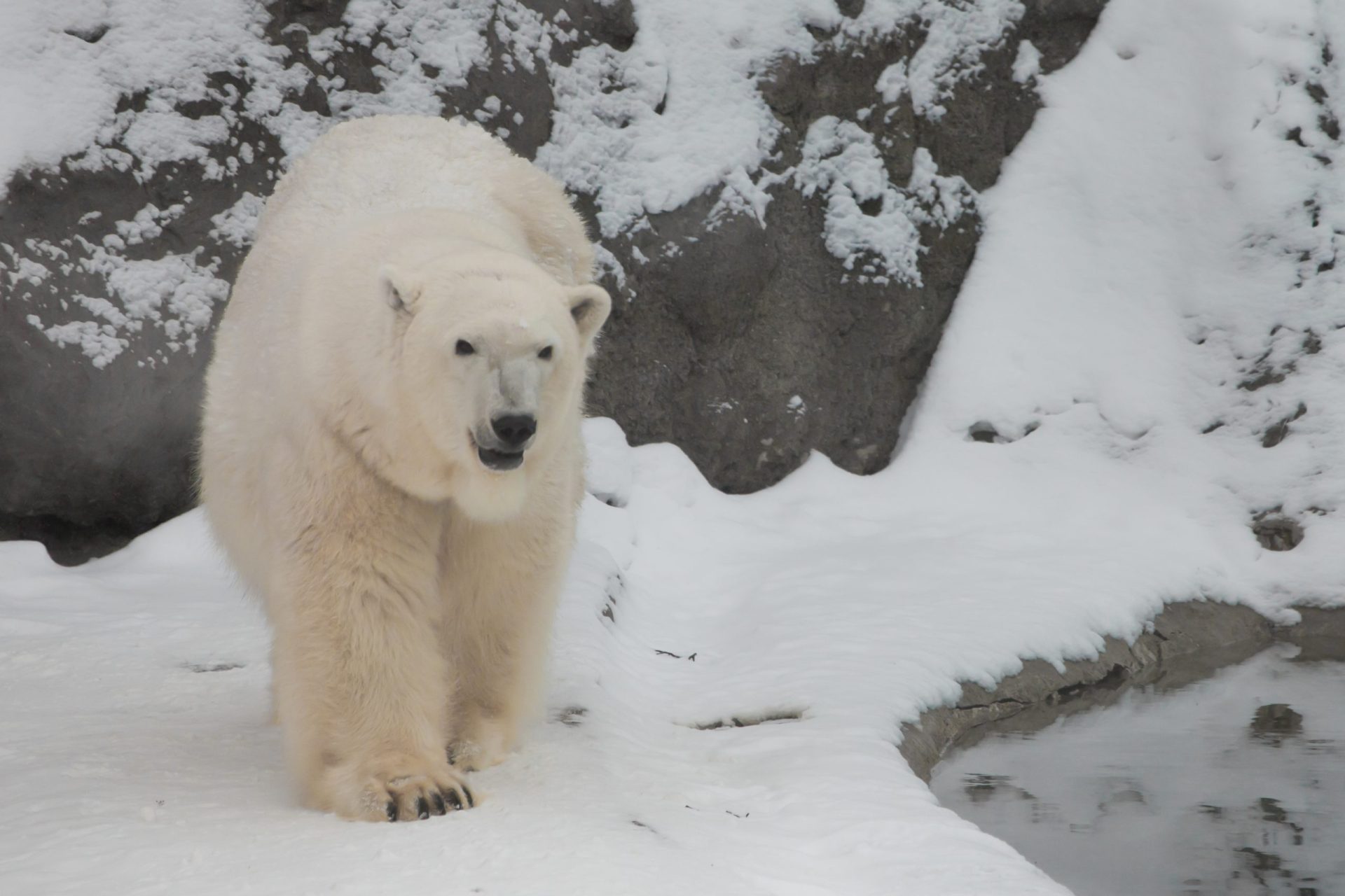 Invasão de ursos polares em região da Rússia obriga a que seja declarado estado de emergência | VÍDEO