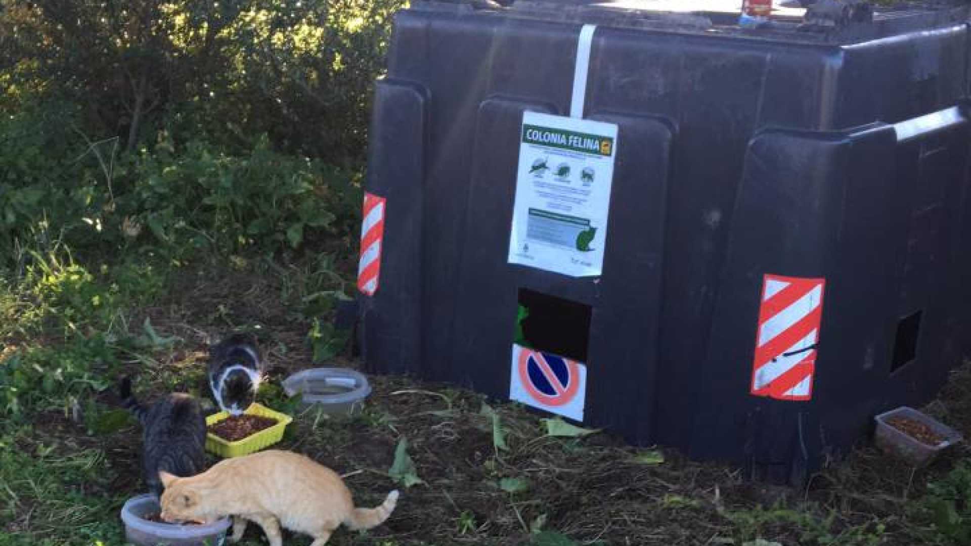Cidade em Espanha está a reutilizar contentores do lixo para dar casa a gatos abandonados