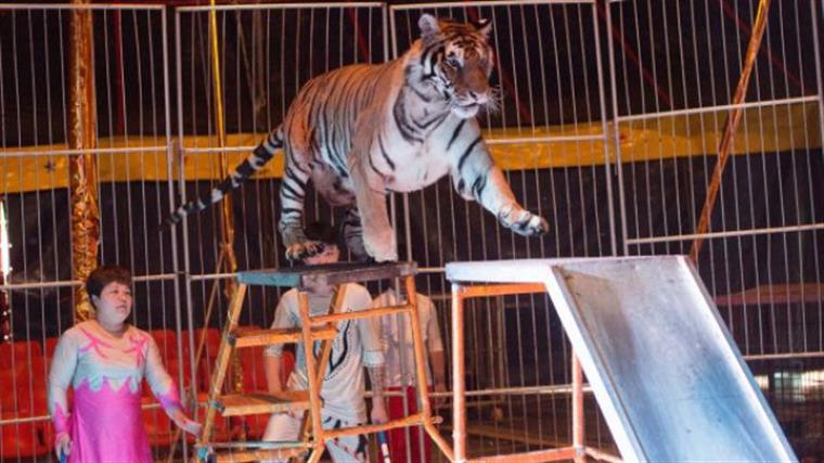 Presidente da República promulga diploma que proíbe animais selvagens no circo