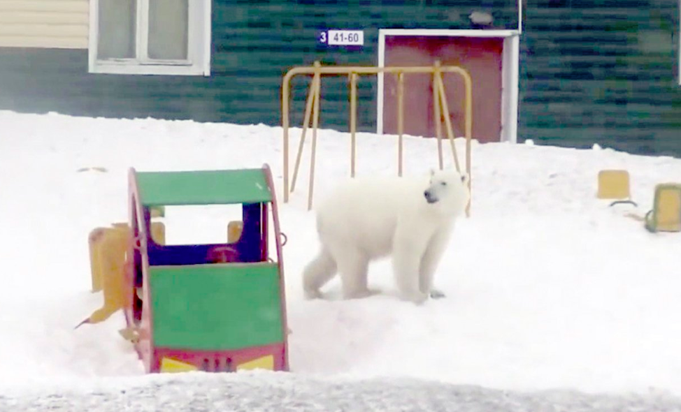 Solução para fazer desaparecer ursos polares que invadiram ilhas russas pode passar pelo abate