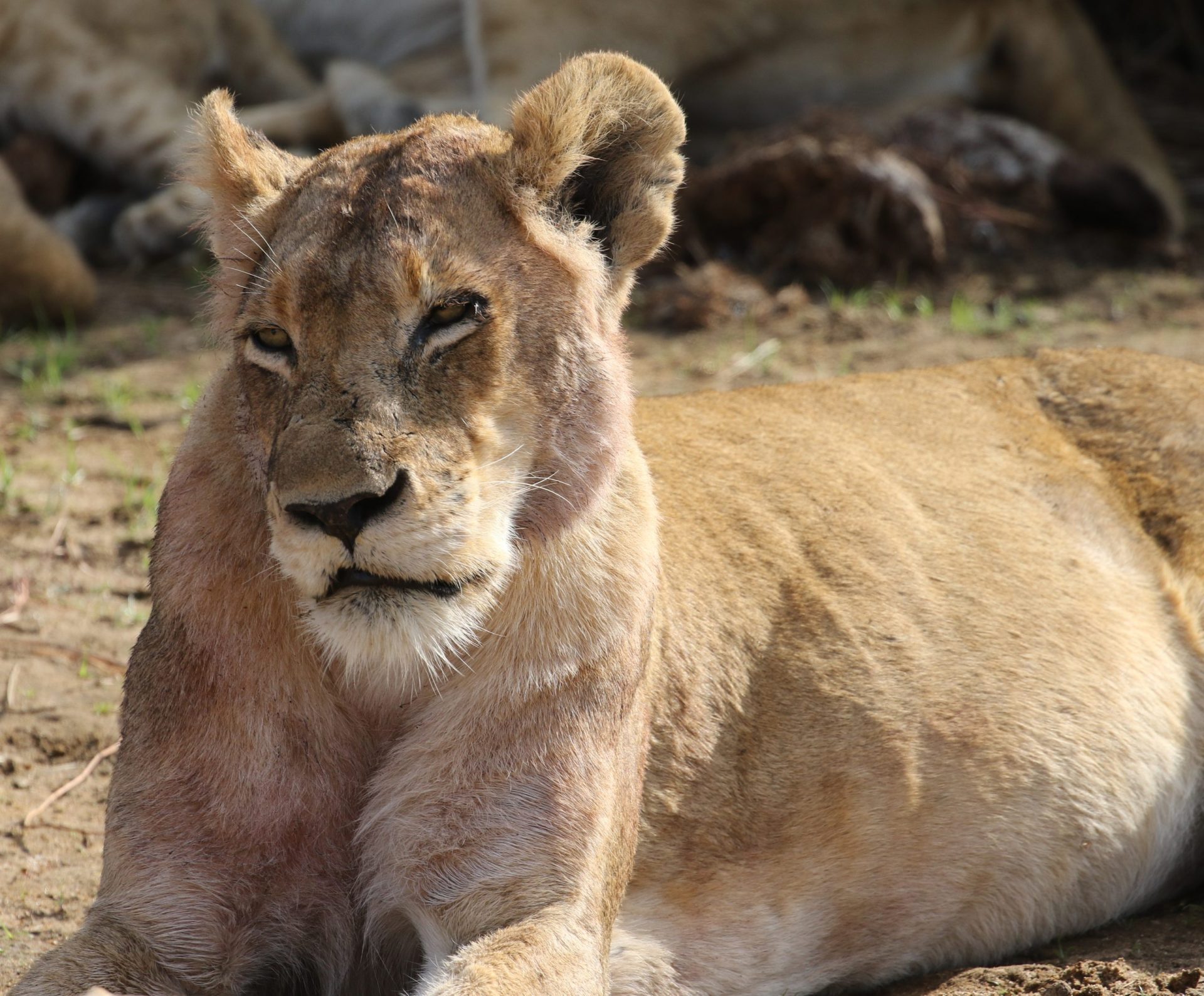 Jardim Zoológico amputa garras de leoa para que visitantes possam brincar com animal | VÍDEO