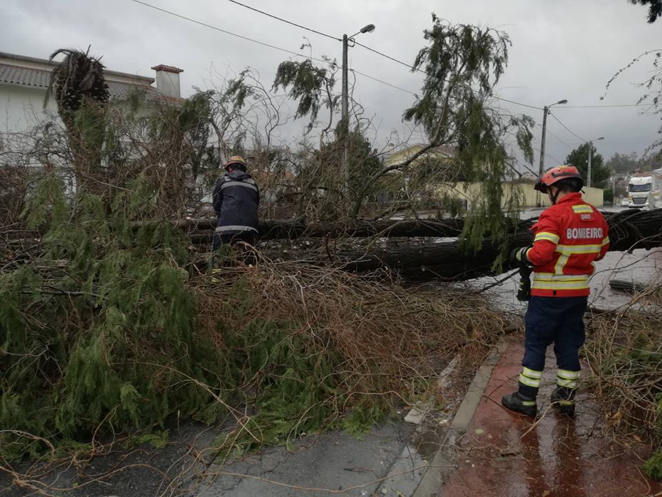 Árvore cai numa estrada em Famalicão
