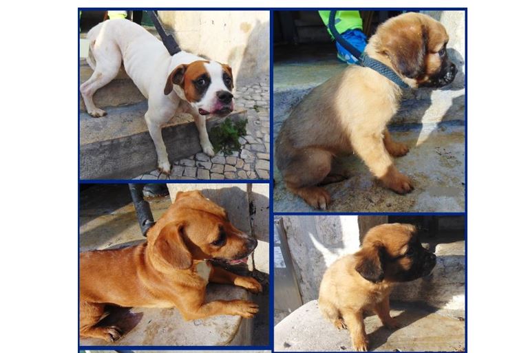 PSP resgata sete cães vítimas de maus tratos