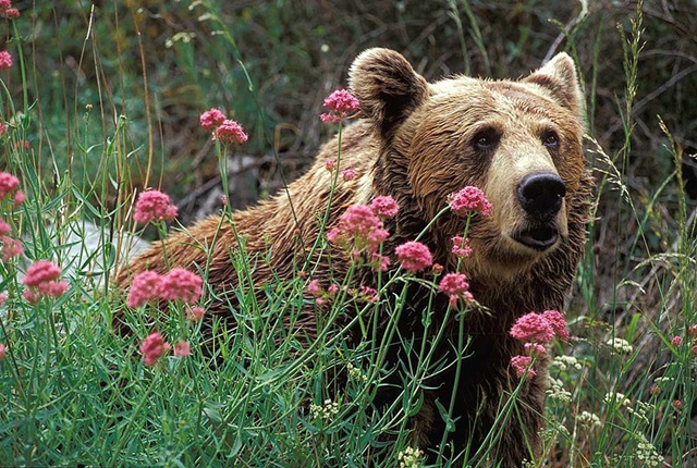 Autor da fotografia do urso diz que o avistou
