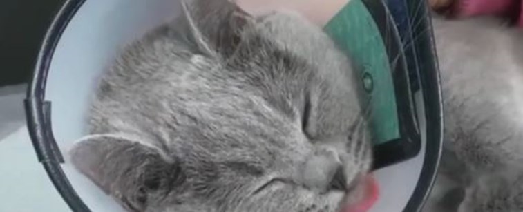 Mulher gasta 1300 euros em cirurgia plástica…no seu gat