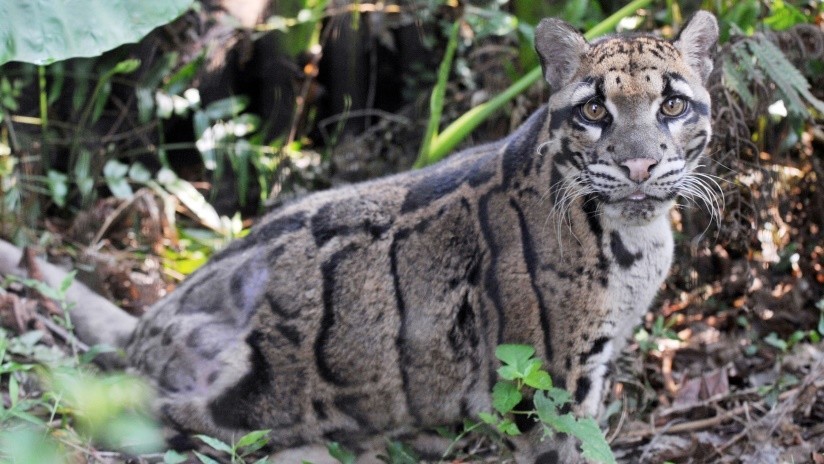 Avistado em Taiwan leopardo dado como extinto desde 2001