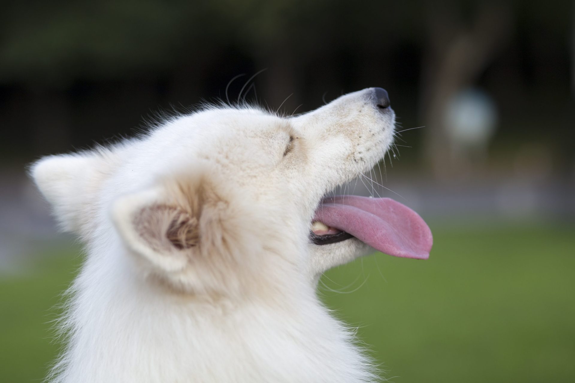Estudo revela que cães podem ajudar no ‘alerta’ contra doenças oncológicas