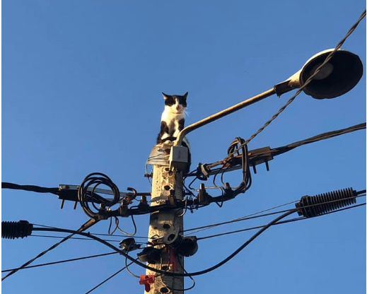 Bombeiros salvam gato de poste de alta tensão em Vila Nova de Famalicão