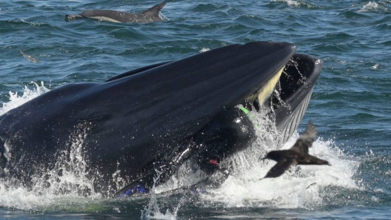 Mergulhador é engolido por baleia e volta a ser cuspido com vida para o oceano
