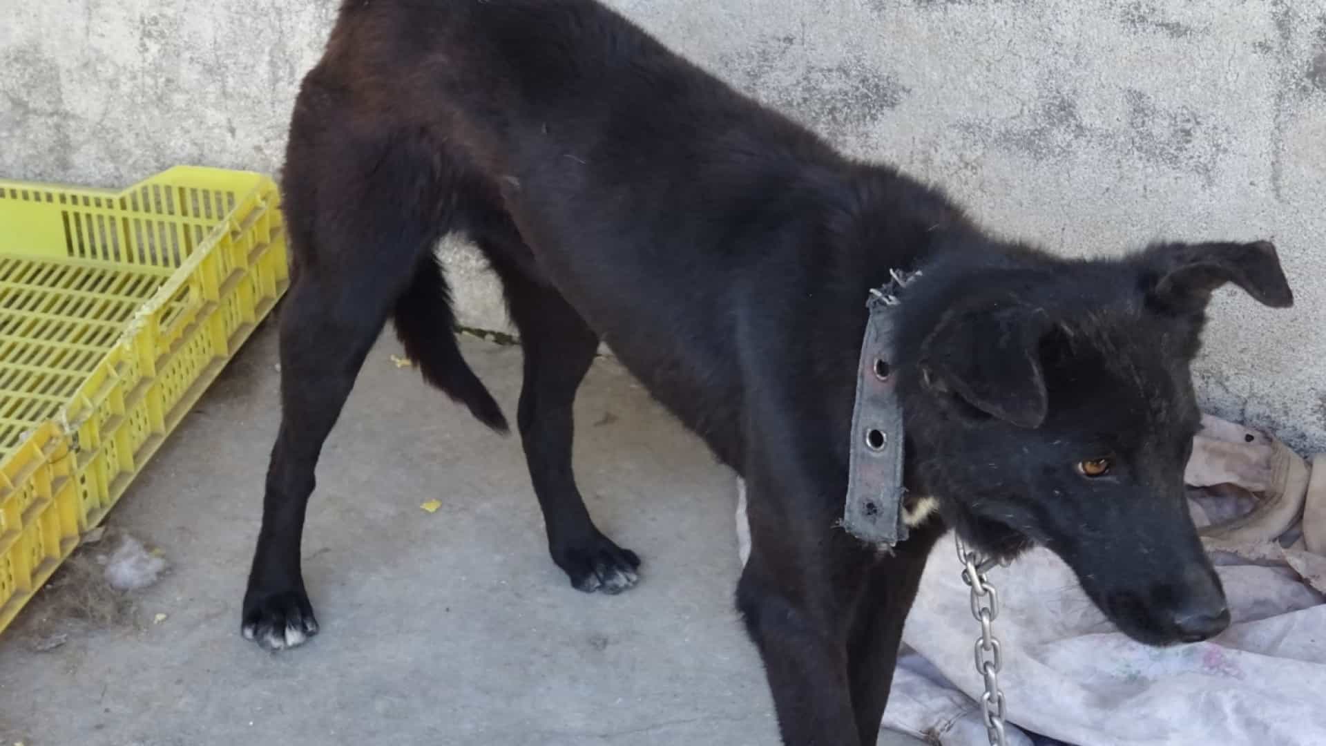GNR resgata cães “subnutridos” e vítimas de maus tratos de habitação em Vila Nova de Gaia