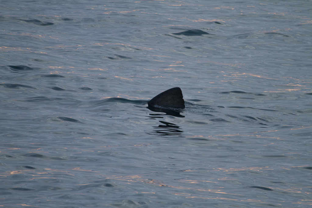 Segundo maior tubarão do mundo avistado junto à costa do Algarve