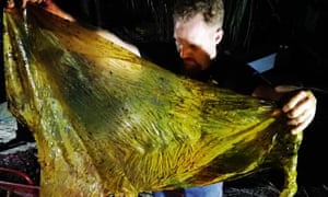Baleia encontrada morta com 40 quilos de plástico no estômago nas Filipinas
