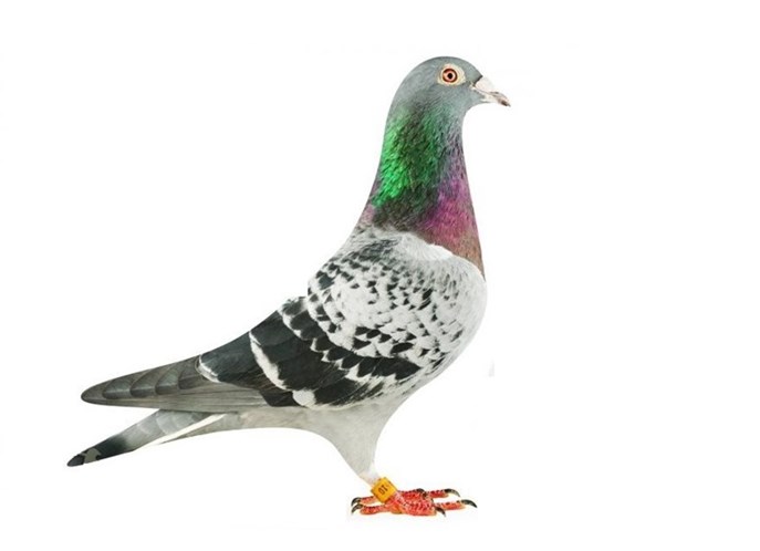 Armando é o pombo-correio que foi vendido por mais de um milhão de euros a compradores chineses