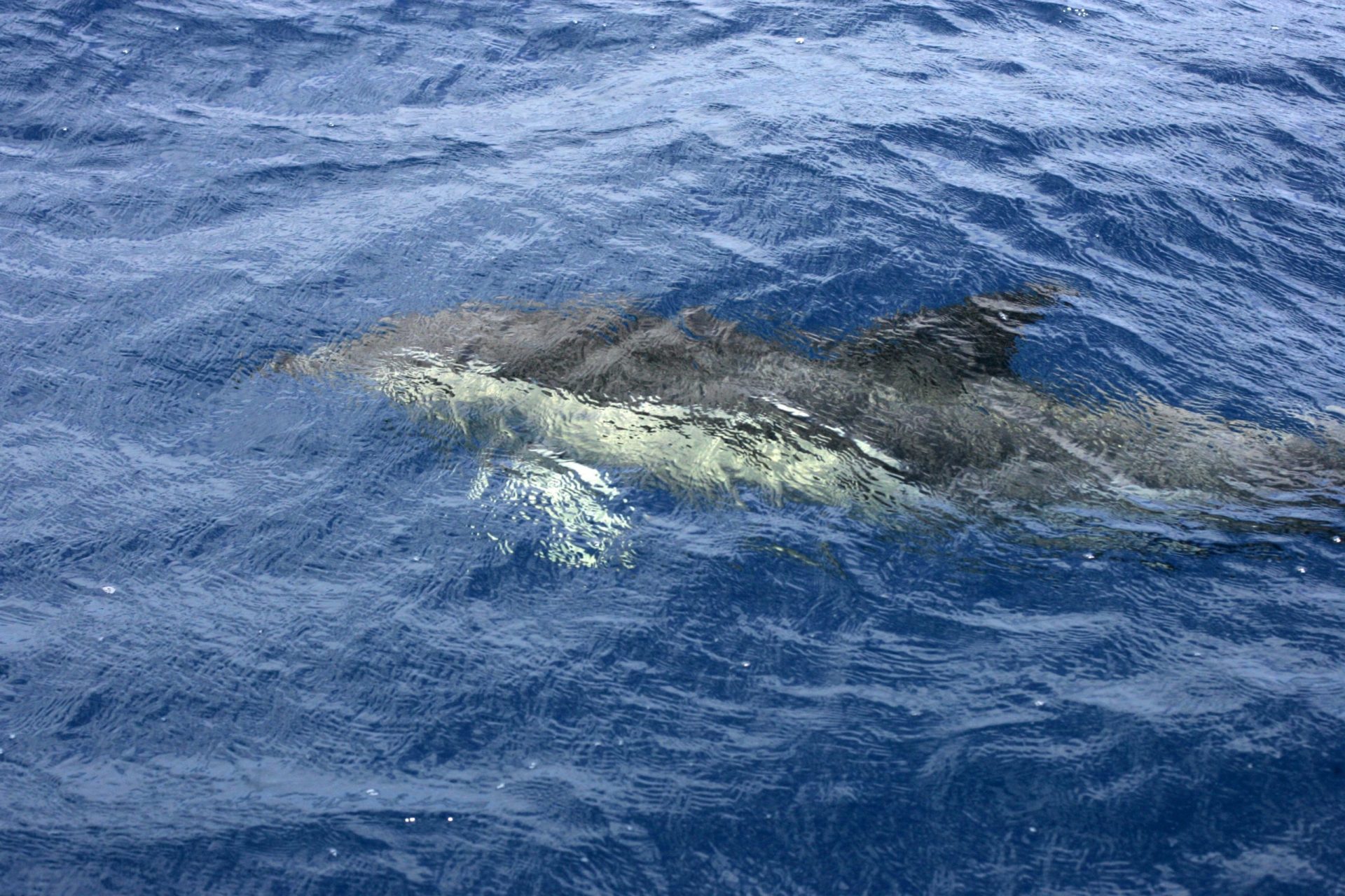 Grupo de golfinhos é avistado na praia de Matosinhos