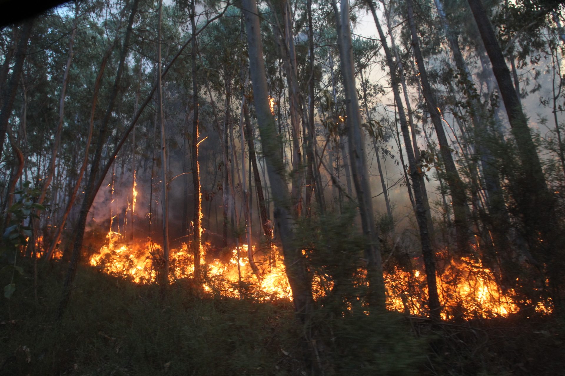 Incêndio em Viana do Castelo mobiliza três meios aéreos