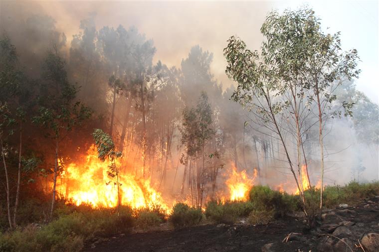 Quase 200 bombeiros e cinco meios aéreos continuam no combate às chamas em Oliveira de Azeméis