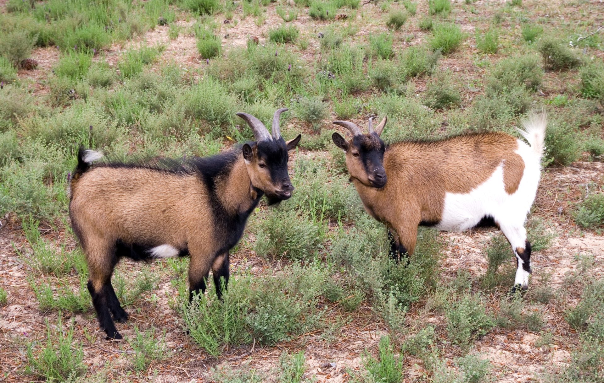Município de Arganil vai utilizar cabras para limpeza florestal
