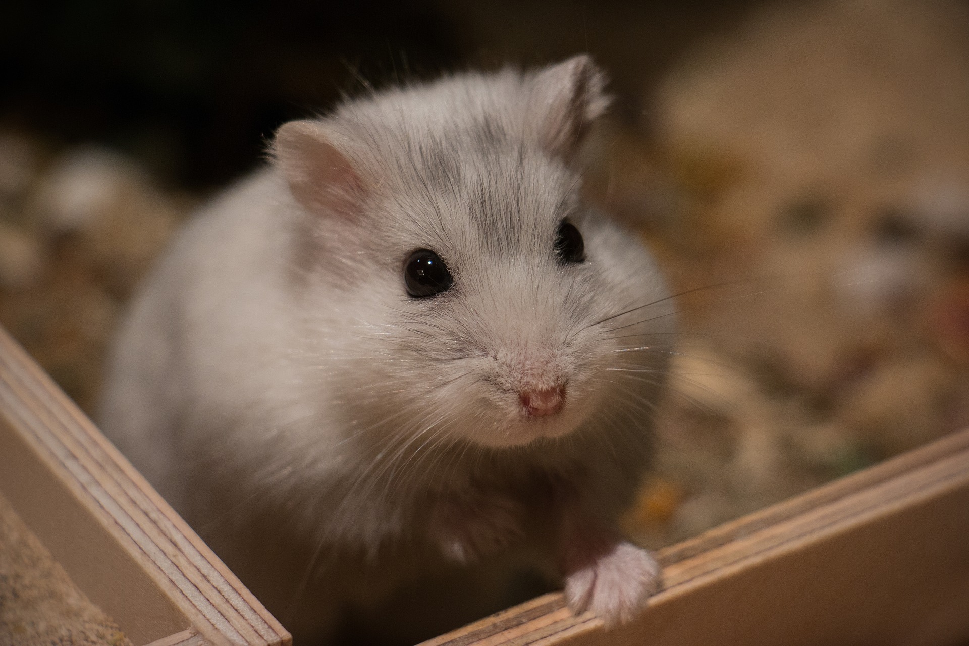 Homem foi condenado por esmagar hamster até à morte em Lisboa
