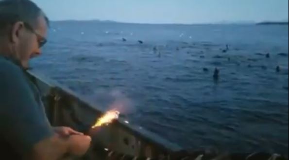Pescador atira explosivo contra um grupo de leões marinhos