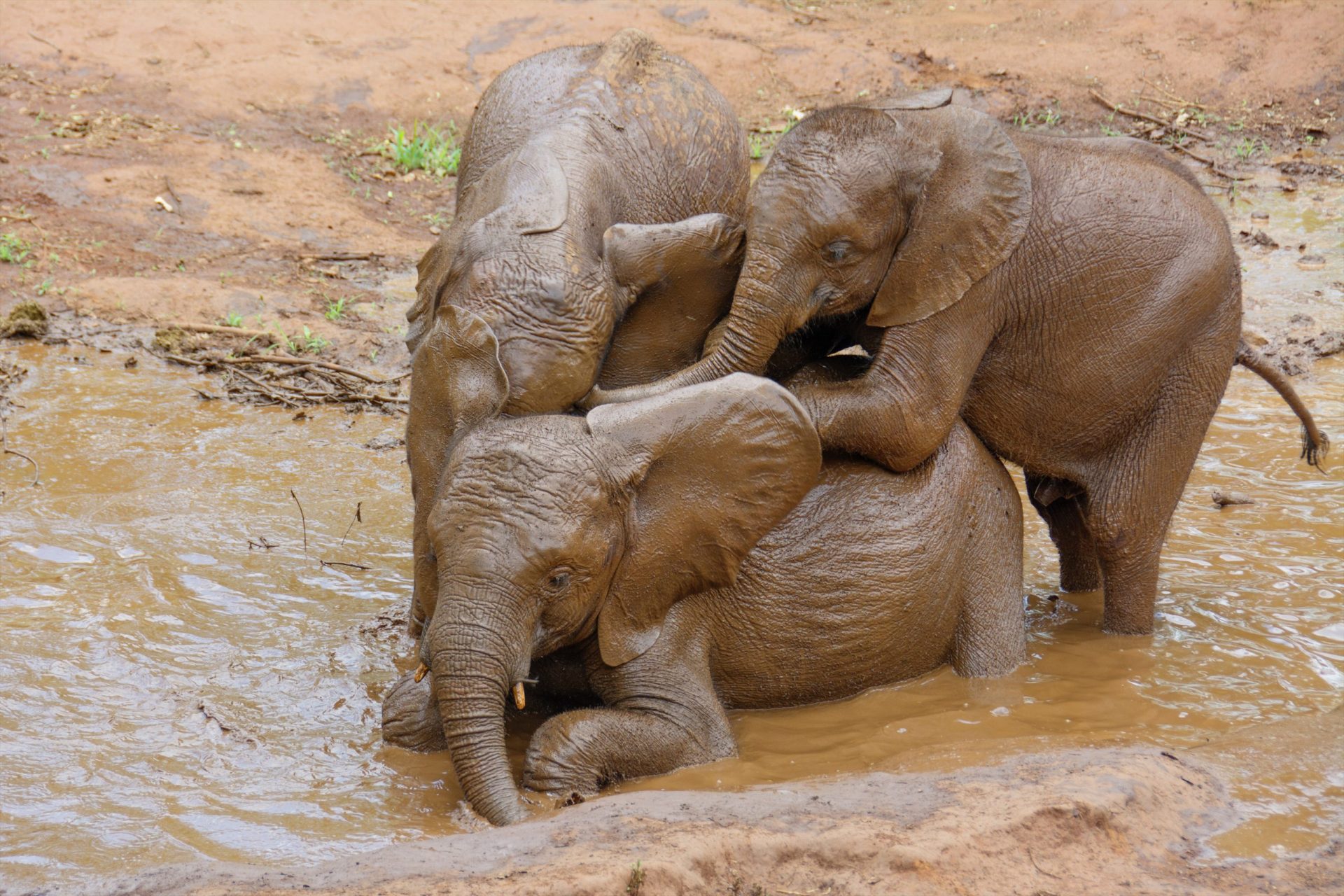 Seis elefantes bebés resgatados de buraco de lama na Tailândia | VÍDEO