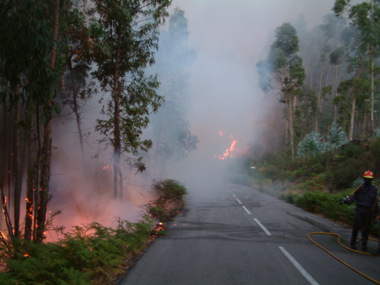 Incêndio florestal mobilizou meia centena de bombeiros em Braga
