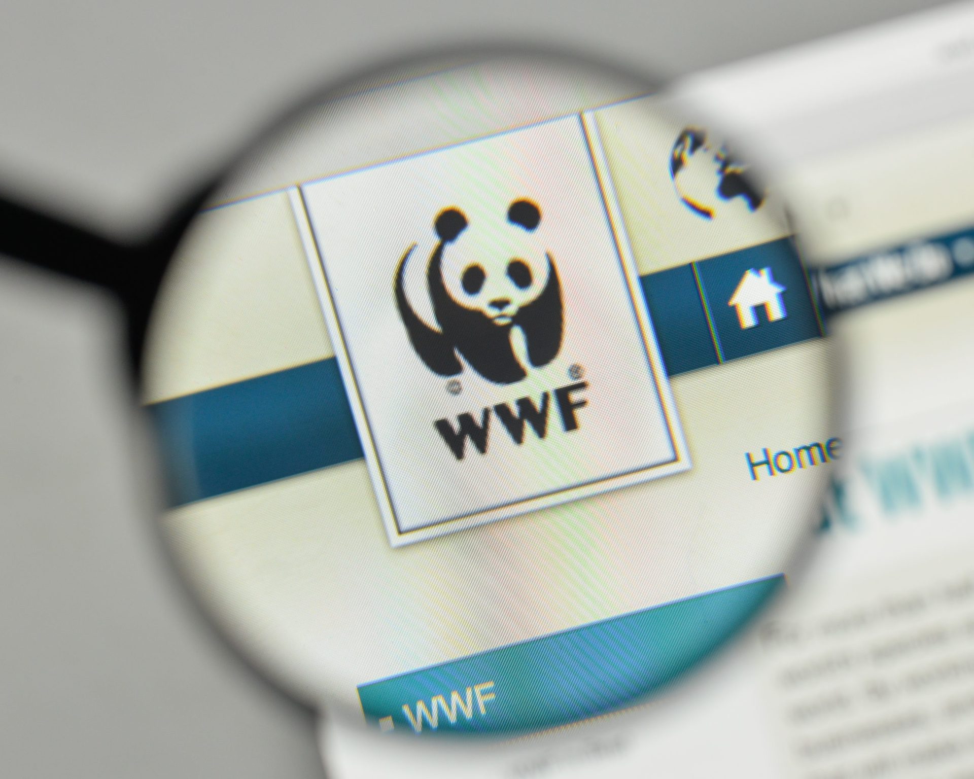 WWF acusada de financiar grupos que torturam e matam caçadores