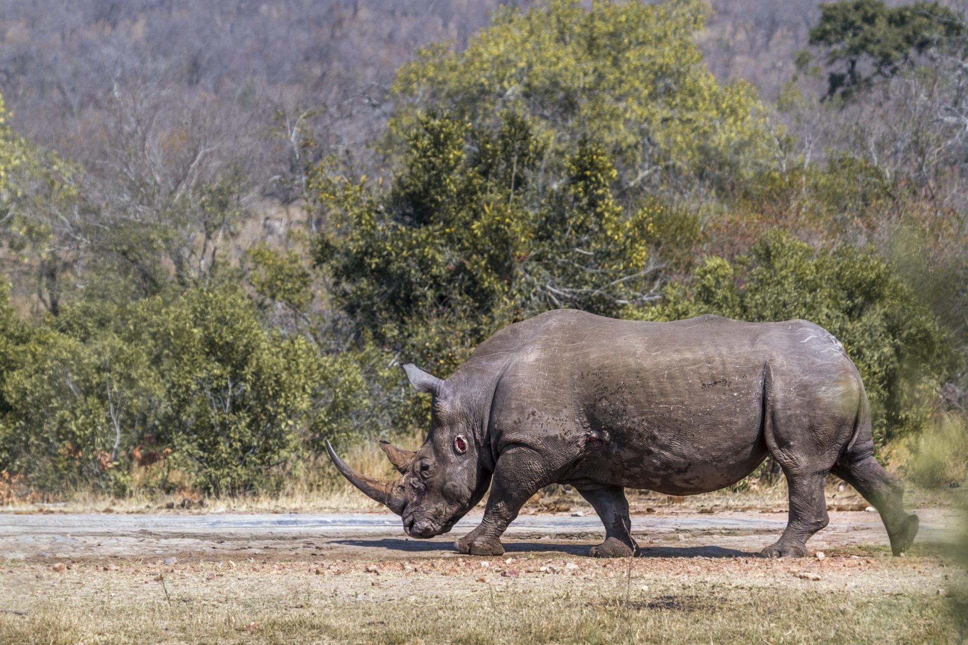 Caçador de rinocerontes morto por elefantes e comido por leões no Kruger Park