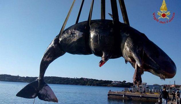 Baleia grávida encontrada morta com 22 quilos de plástico no estômago