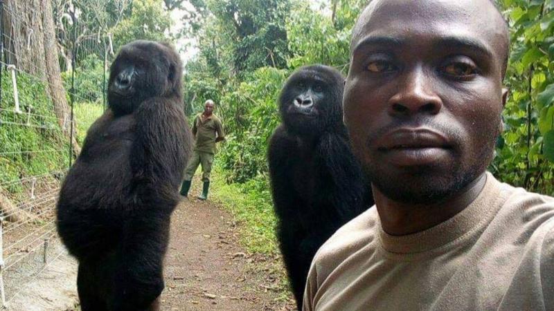 Gorilas posam para selfie com guardas florestais