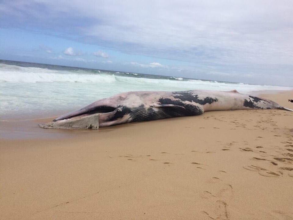 Baleia de 20 metros dá à costa em praia no Alentejo