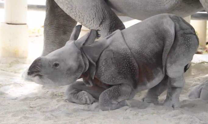 Já nasceu primeiro rinoceronte com recurso a inseminação artificial