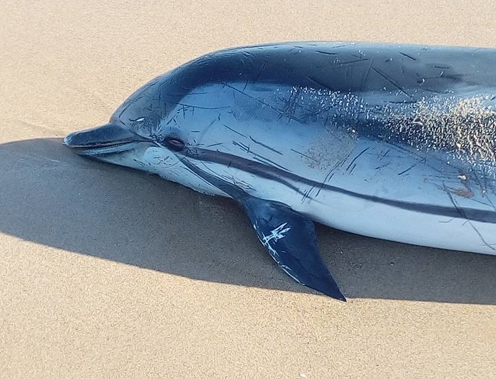 Golfinho morto dá à costa em Sintra | FOTOS