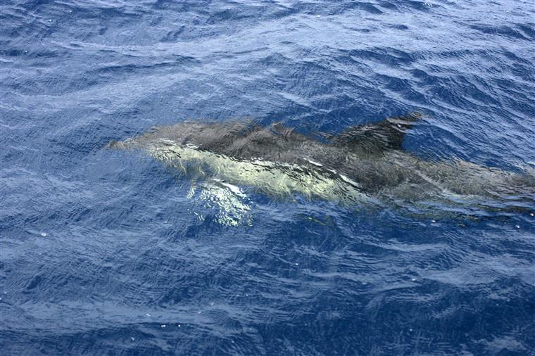 Encontrado golfinho morto em Alcochete