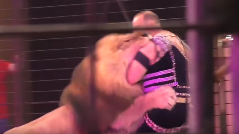 Treinador é atacado por leão durante exibição no circo | Vídeo