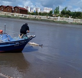 Golfinho encontrado morto no Rio Tejo