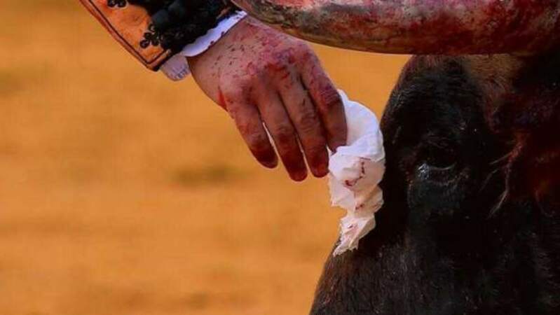 Toureiro limpa lágrimas a touro na arena antes de o matar