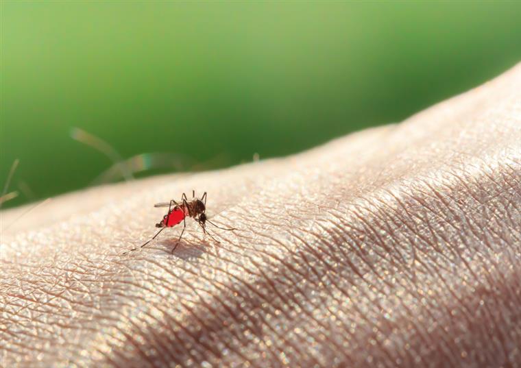Malária e sarampo mataram mais de 1100 pessoas em Angola