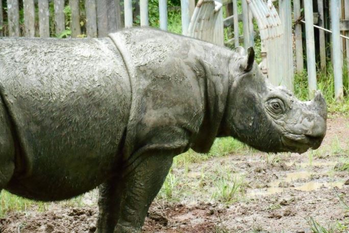 Morreu Tam, o último rinoceronte-de-samatra macho da Malásia