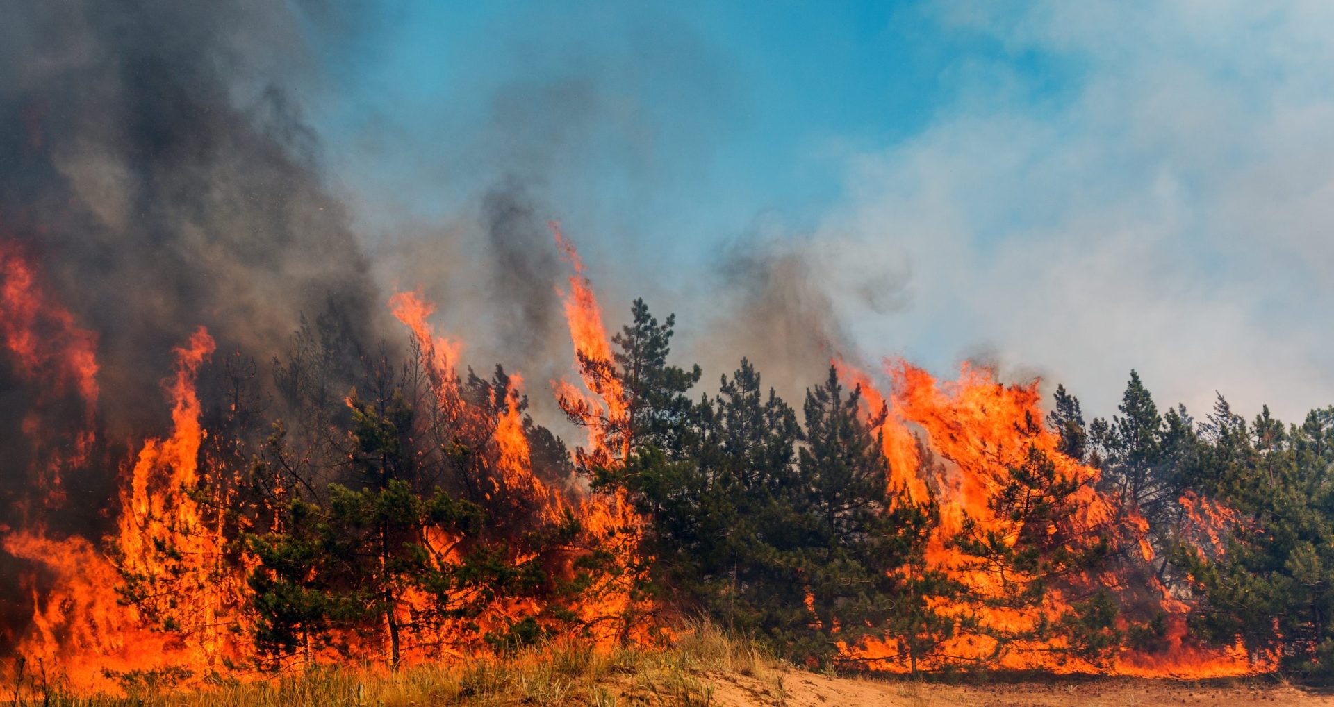 Incêndio em Beja queima mato e floresta