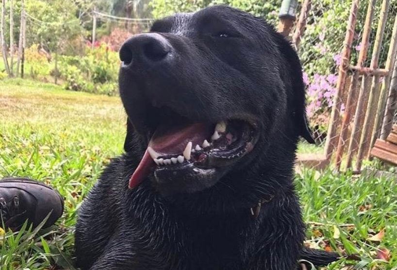 Barney, o cão que participou nas buscas em Brumadinho e que morreu como um verdadeiro herói
