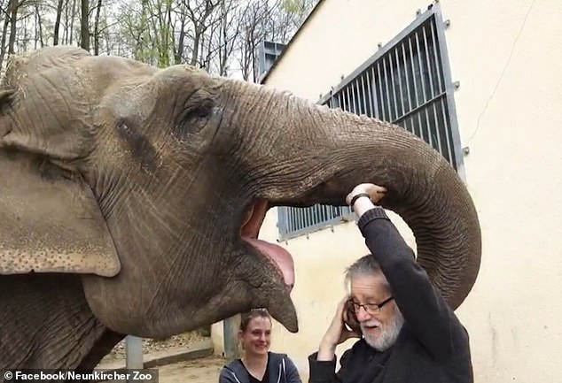 Vídeo mostra momento em que tratador reencontra elefante de que cuidou há mais de 30 anos