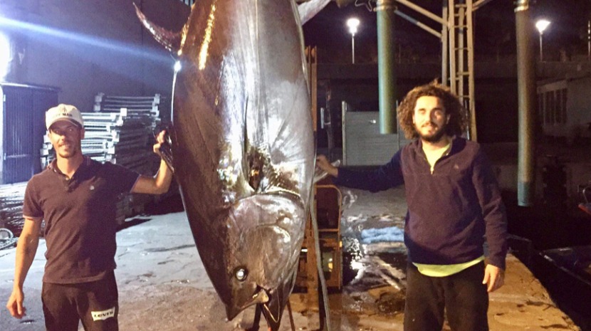 Atum com mais de 400 quilos pescado na Madeira