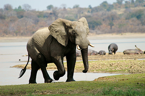 Elefante mata inglês que protegia parque contra caçadores furtivos no Malawi
