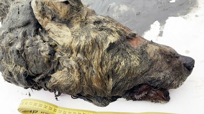 Cabeça de lobo com mais de 40 mil anos descoberta na Sibéria
