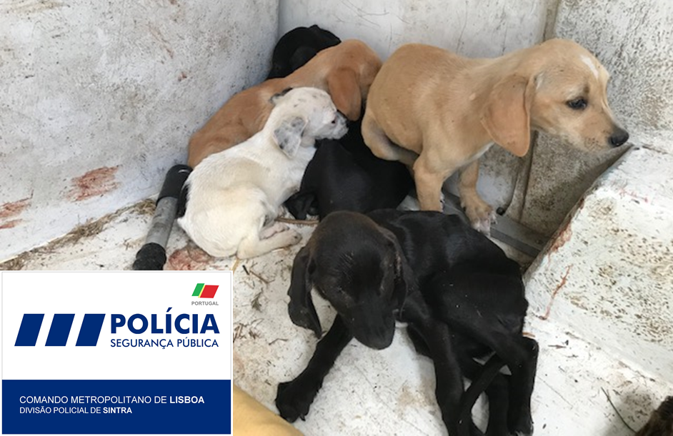 Cinco cães bebés que sofriam de maus tratos foram resgatados pela PSP