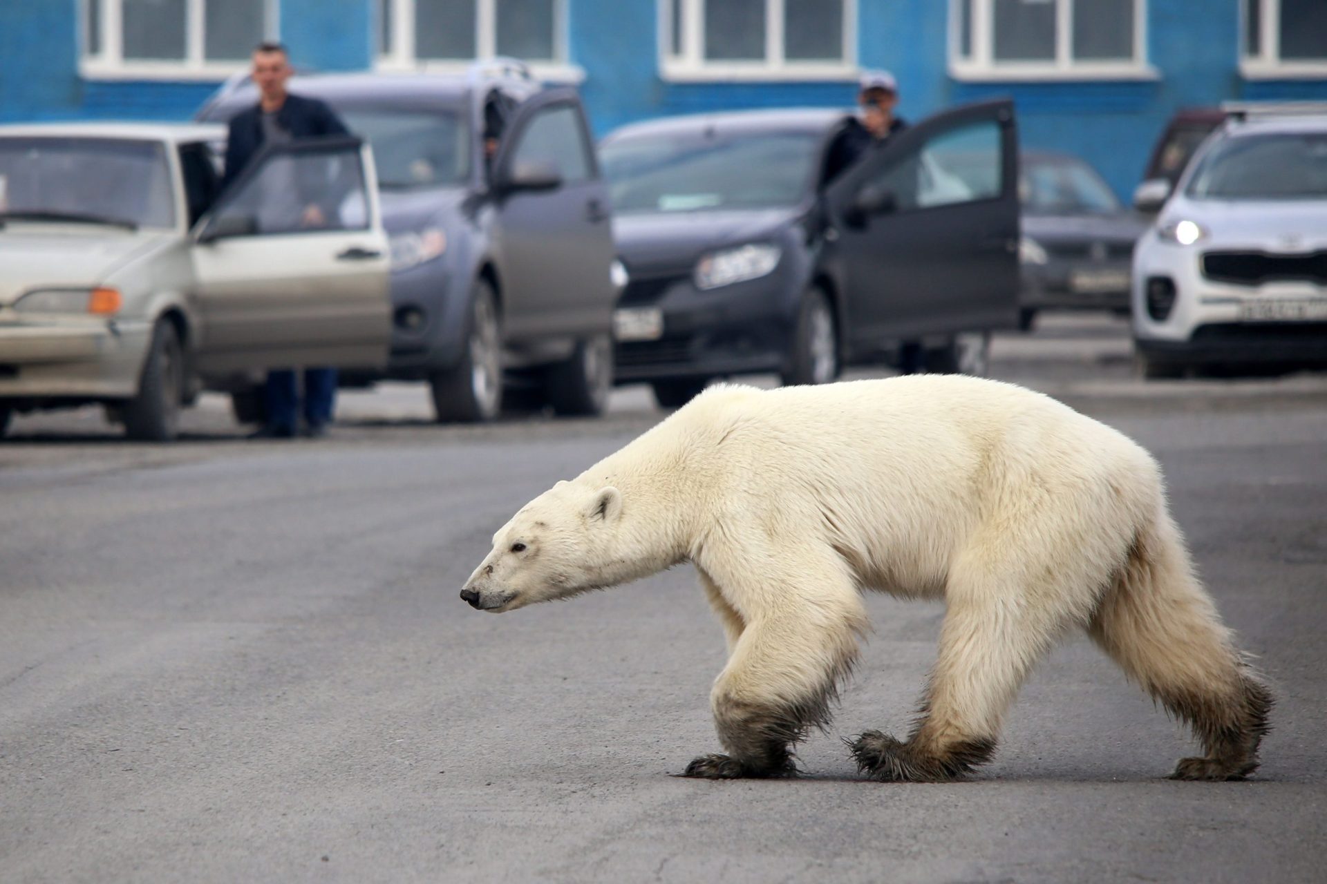 Urso polar esfomeado visto numa cidade na Sibéria a 1500 km do seu habitat