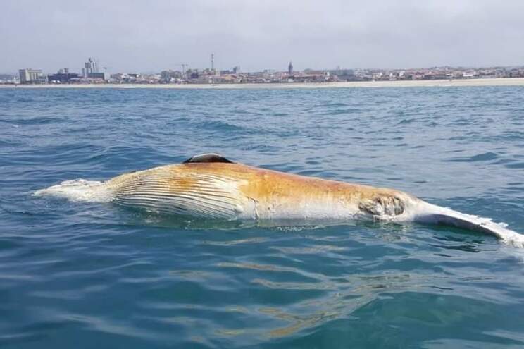 Baleia morta encontrada na praia de Espinho