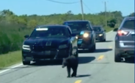 Urso bebé encontrado em estrada nos EUA escoltado pela polícia | VÍDEO